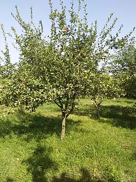 Satılır torpaq sahəsi 20 m²