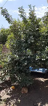 Satılır torpaq sahəsi 7.5 m² — Bakı, M.Ə.Rəsulzadə qəs. 7.50 m²