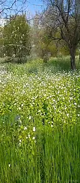 Satılır torpaq sahəsi 29 m² — İsmayıllı 29.00 m²