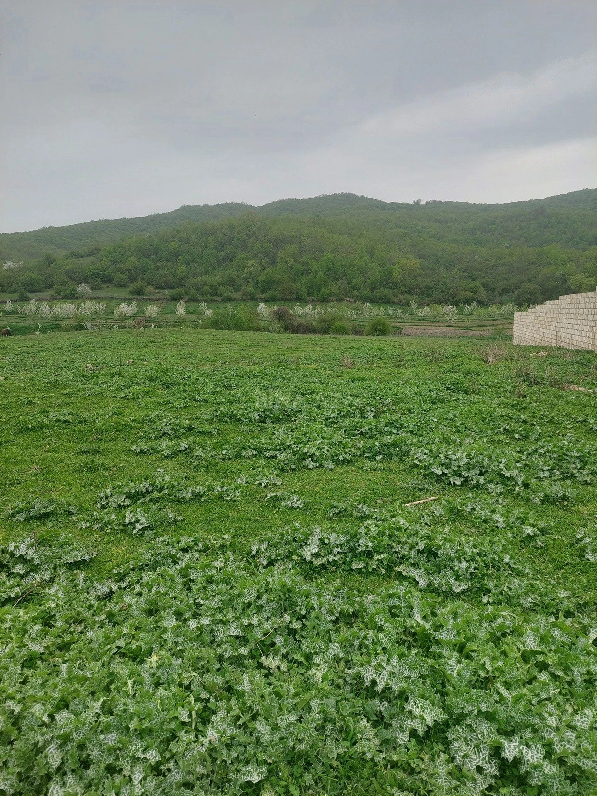 Satılır torpaq sahəsi 31.5 m²