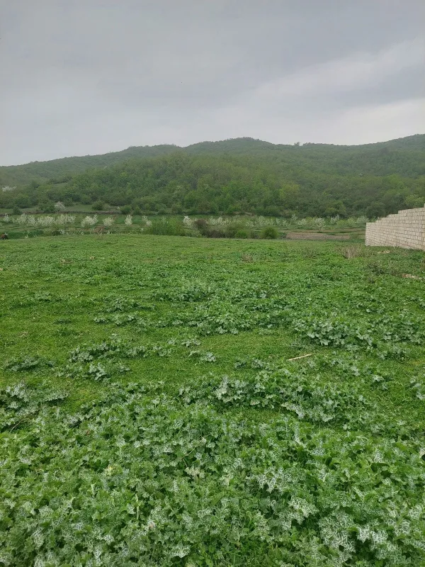 Satılır torpaq sahəsi 31.5 m²