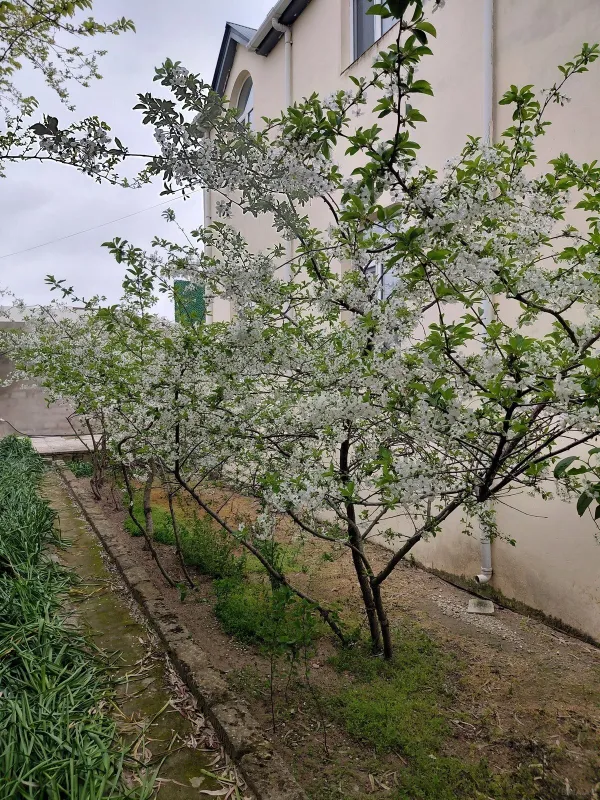 Satılır 6 otaqlı həyət evi 214 m²