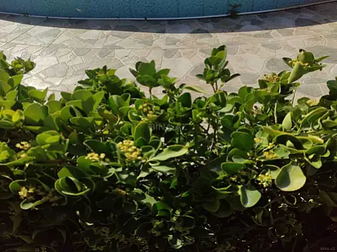 Kirayə verilir 6 otaqlı həyət evi 450 m²