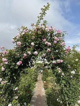 Kirayə verilir 3 otaqlı həyət evi 100 m²