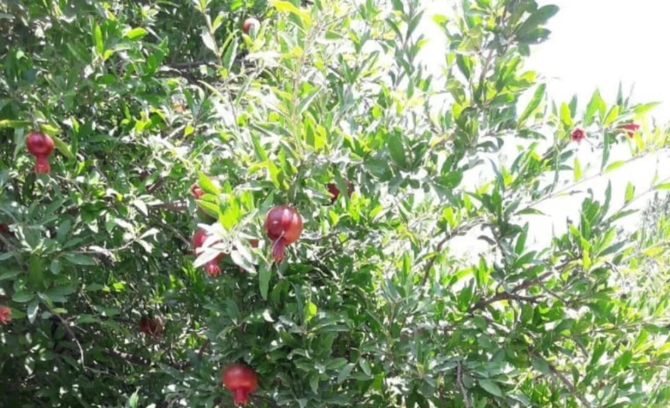 Satılır torpaq sahəsi 6 m²