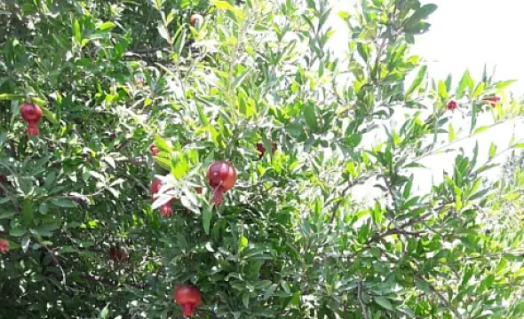 Satılır torpaq sahəsi 6 m² — Bakı, Badamdar 6.00 m²