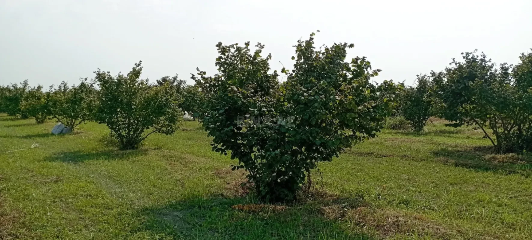 Satılır torpaq sahəsi 120 m²