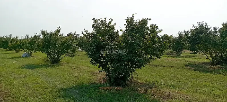 Satılır torpaq sahəsi 120 m²