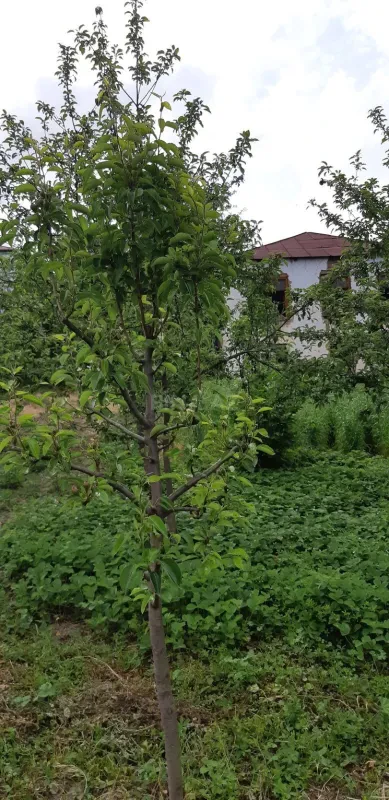 Satılır 4 otaqlı həyət evi 100 m²
