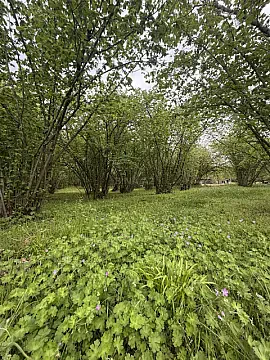 Satılır torpaq sahəsi 23 m² — Qəbələ 23.00 m²