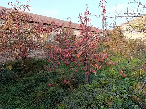 Satılır torpaq sahəsi 5 m² — Quba 5.00 m²