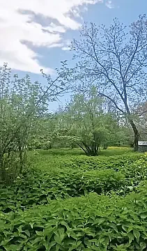 Satılır torpaq sahəsi 7 m² — Qəbələ 7.00 m²