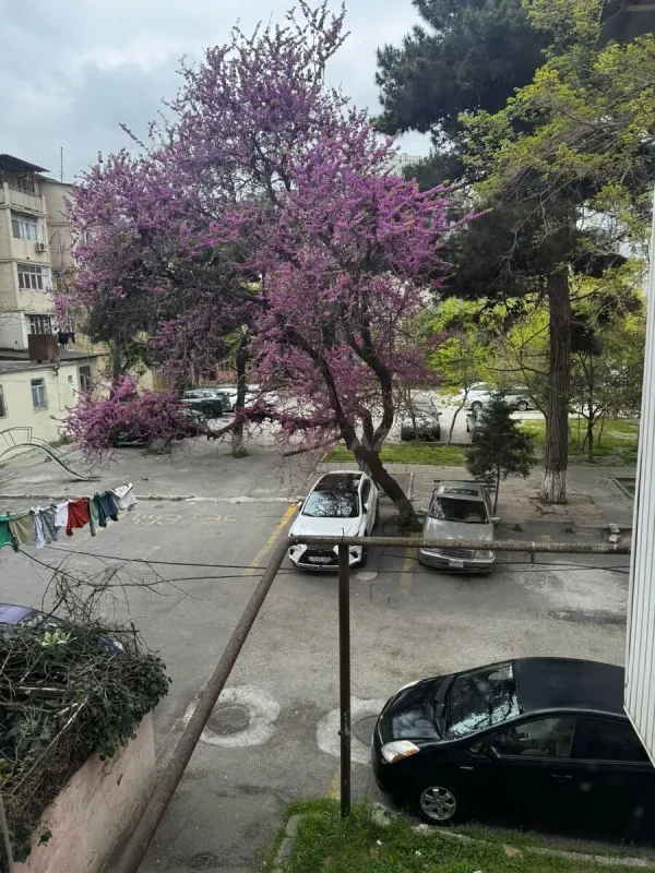 Satılır 2 otaqlı mənzil 50 m²