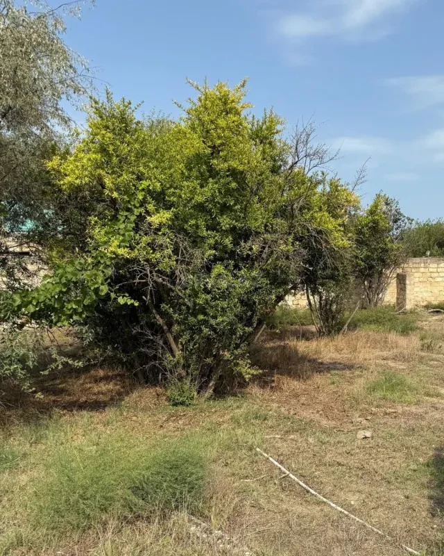 Satılır torpaq sahəsi 25 m²