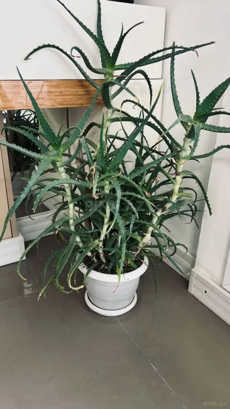 Kirayə verilir 3 otaqlı həyət evi 80 m²