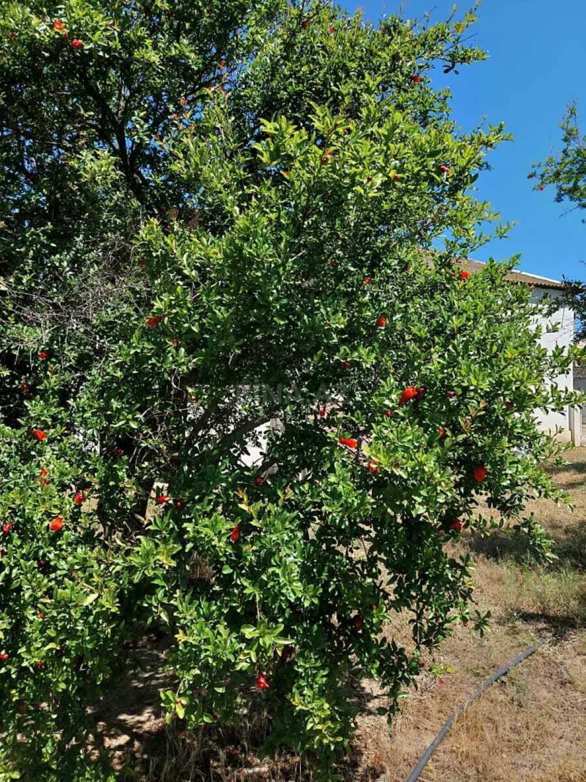 Satılır 3 otaqlı həyət evi 150 m²