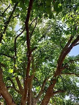 Satılır 3 otaqlı həyət evi 150 m²