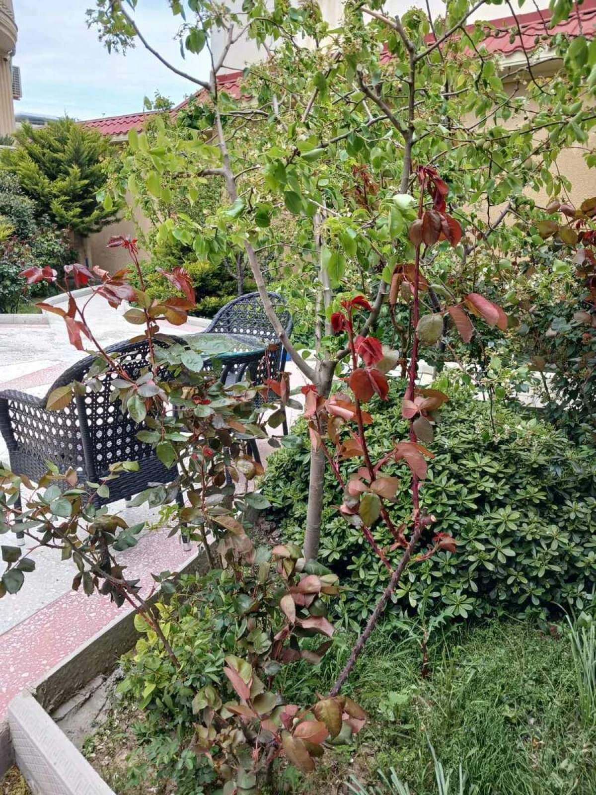 Satılır 9 otaqlı həyət evi 800 m²