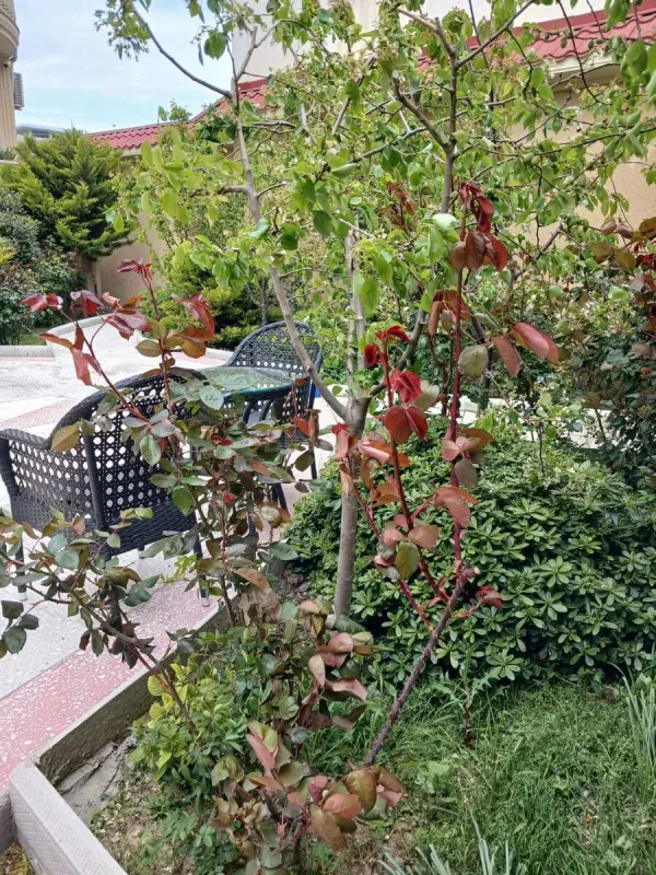Satılır 9 otaqlı həyət evi 800 m²