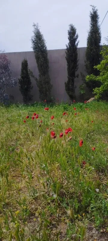 Kirayə verilir 5 otaqlı həyət evi 250 m²