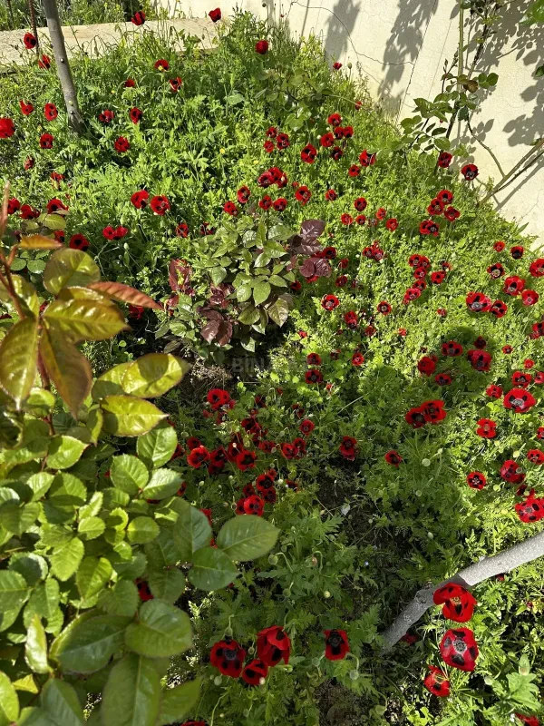 Satılır torpaq sahəsi 31 m²