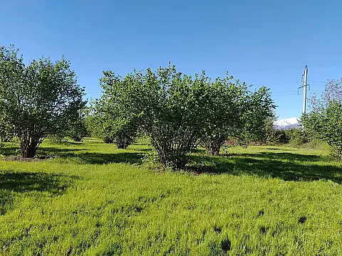 Satılır torpaq sahəsi 120 m² — Qəbələ 120.00 m²