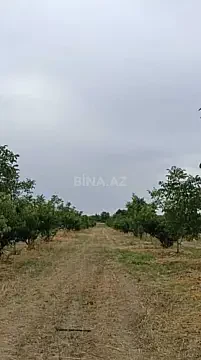 Satılır torpaq sahəsi 127 m² — Xaçmaz 127.00 m²