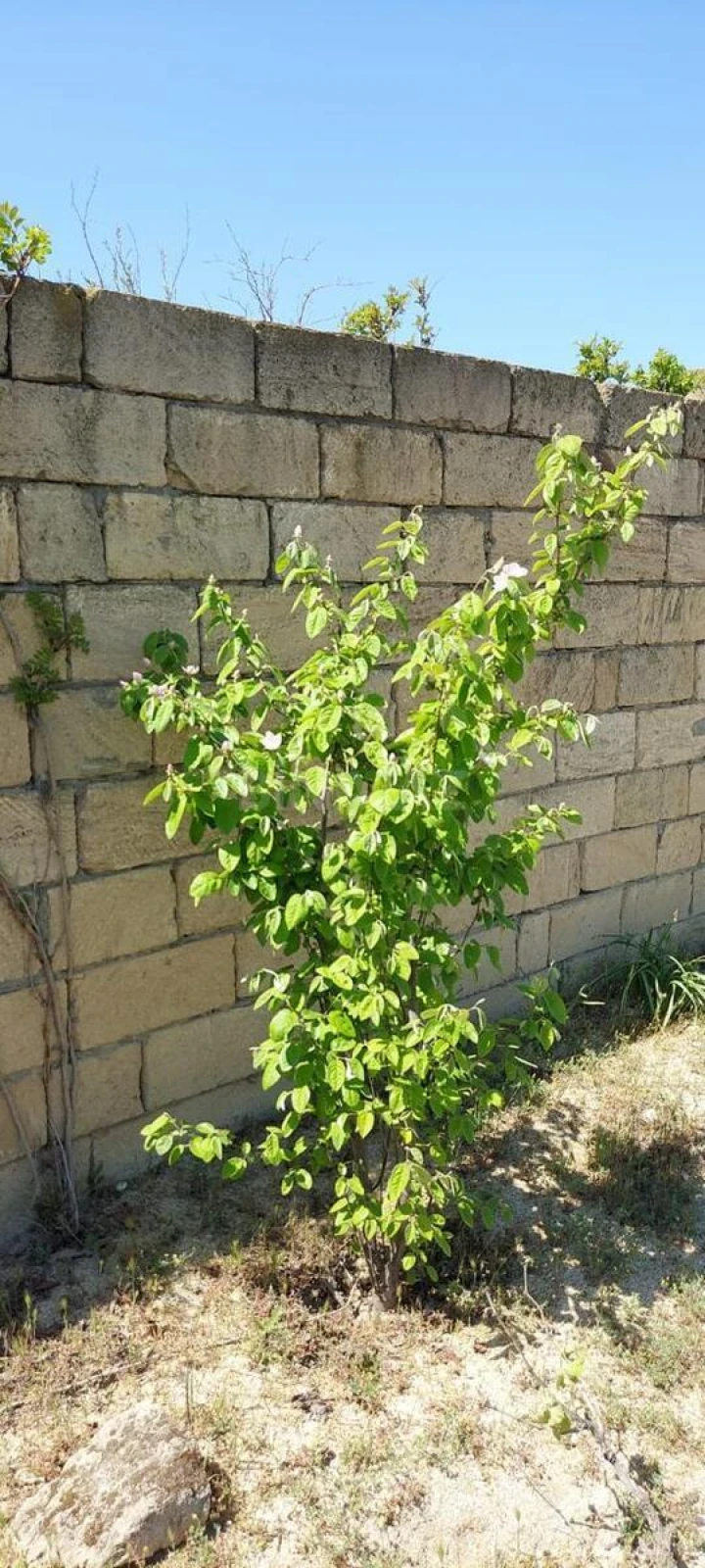 Satılır 4 otaqlı həyət evi 100 m²