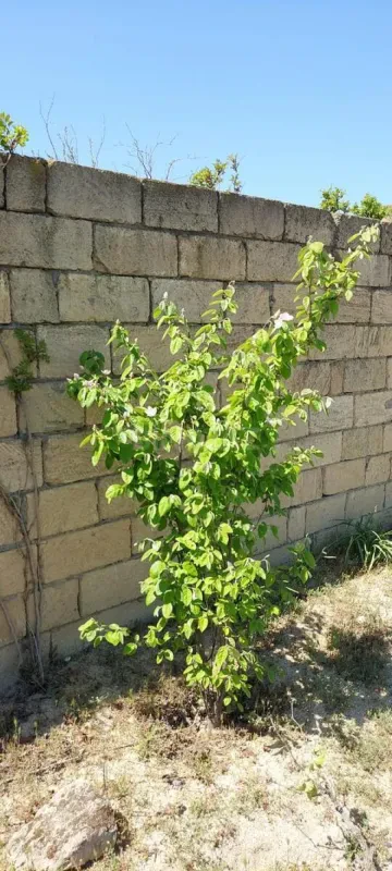 Satılır 4 otaqlı həyət evi 100 m²