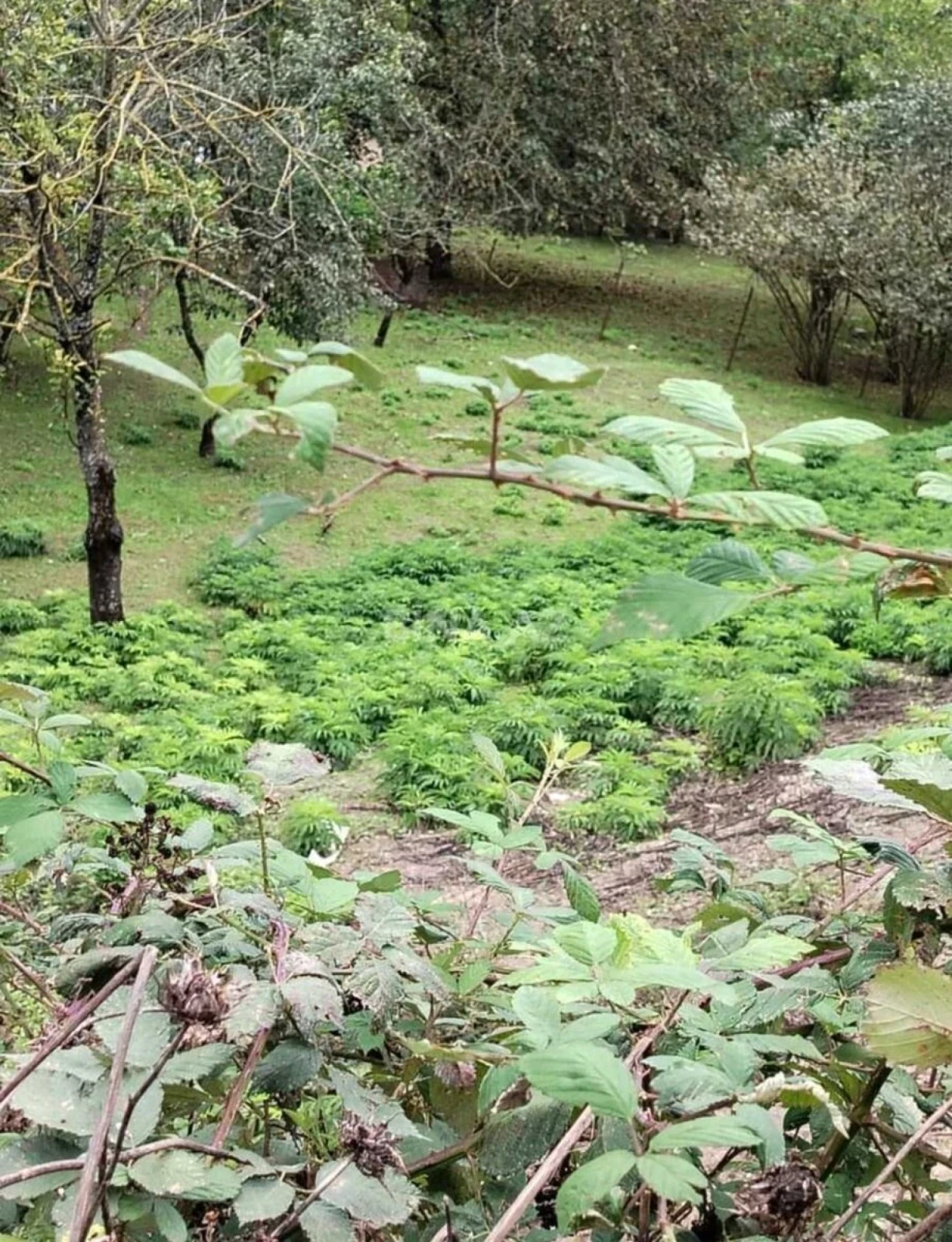 Satılır torpaq sahəsi 10 m²