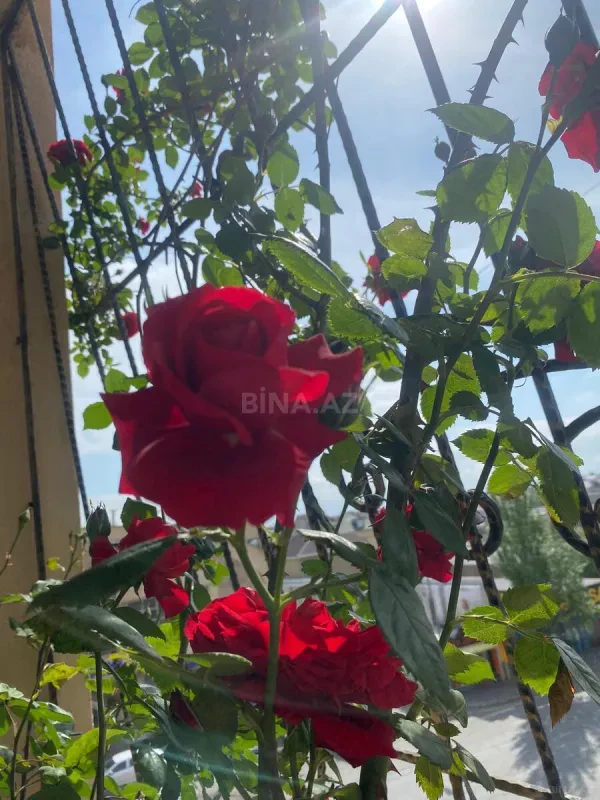 Satılır 3 otaqlı mənzil 120 m²