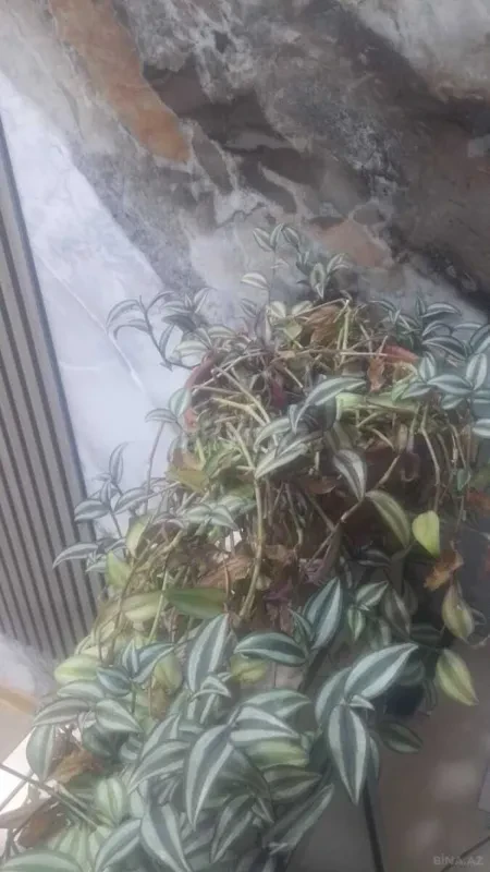 Kirayə verilir 3 otaqlı həyət evi 60 m²