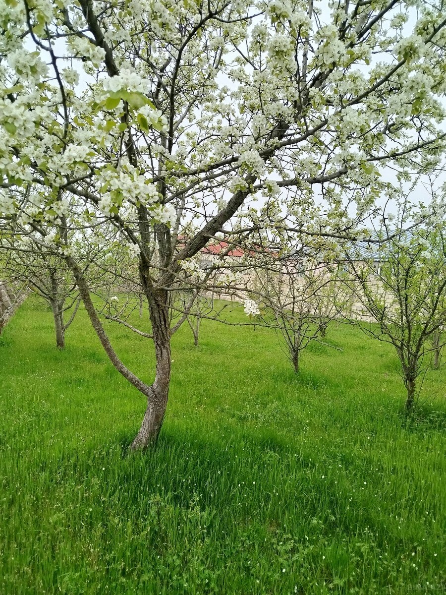 Satılır torpaq sahəsi 6 m² — Şamaxı 6.00 m²