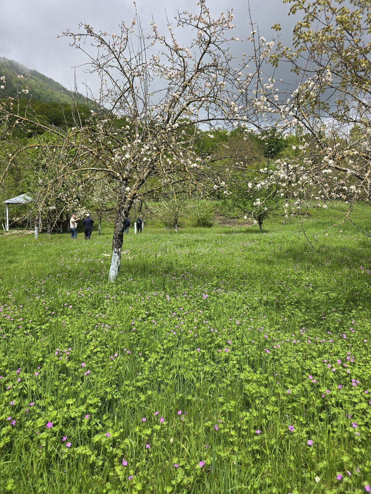 Satılır torpaq sahəsi 5 m² — Qəbələ 5.00 m²