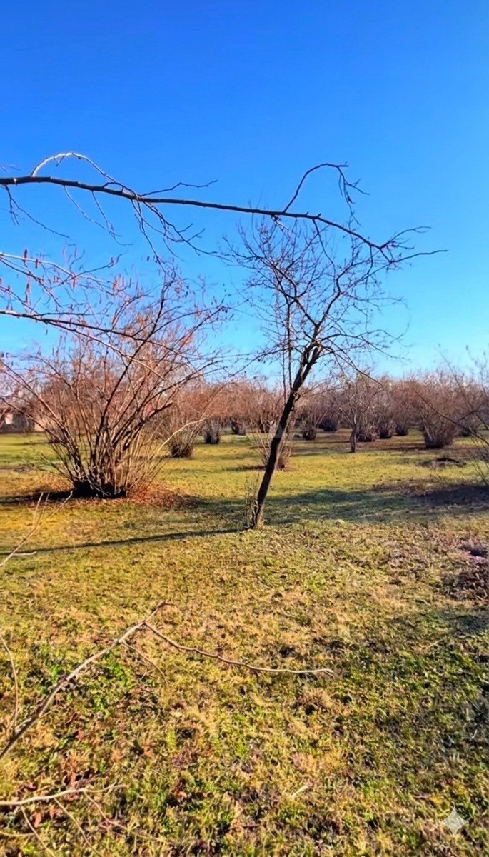 Satılır torpaq sahəsi 200 m² — Qəbələ 200.00 m²