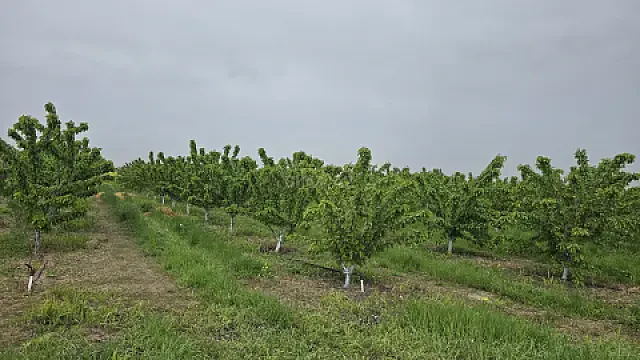 Satılır torpaq sahəsi 300 m² — Qusar 300.00 m²