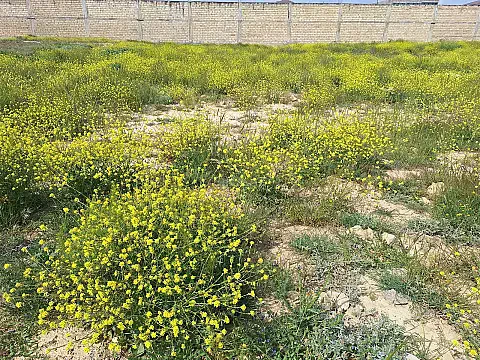 Satılır torpaq sahəsi 34 m² — Bakı, Badamdar 34.00 m²