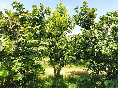 Satılır torpaq sahəsi 106 m² — Xaçmaz 106.00 m²