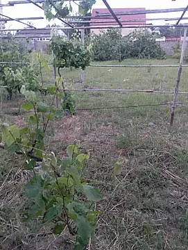 Satılır torpaq sahəsi 14 m² — Bakı, Şüvəlan 14.00 m²