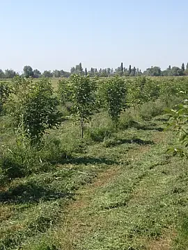 Satılır torpaq sahəsi 149 m² — Bərdə 149.00 m²