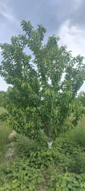 Satılır torpaq sahəsi 213 m²