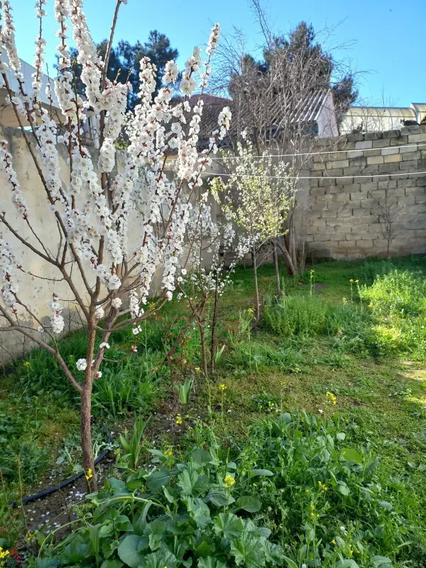 Satılır 2 otaqlı həyət evi 80 m²
