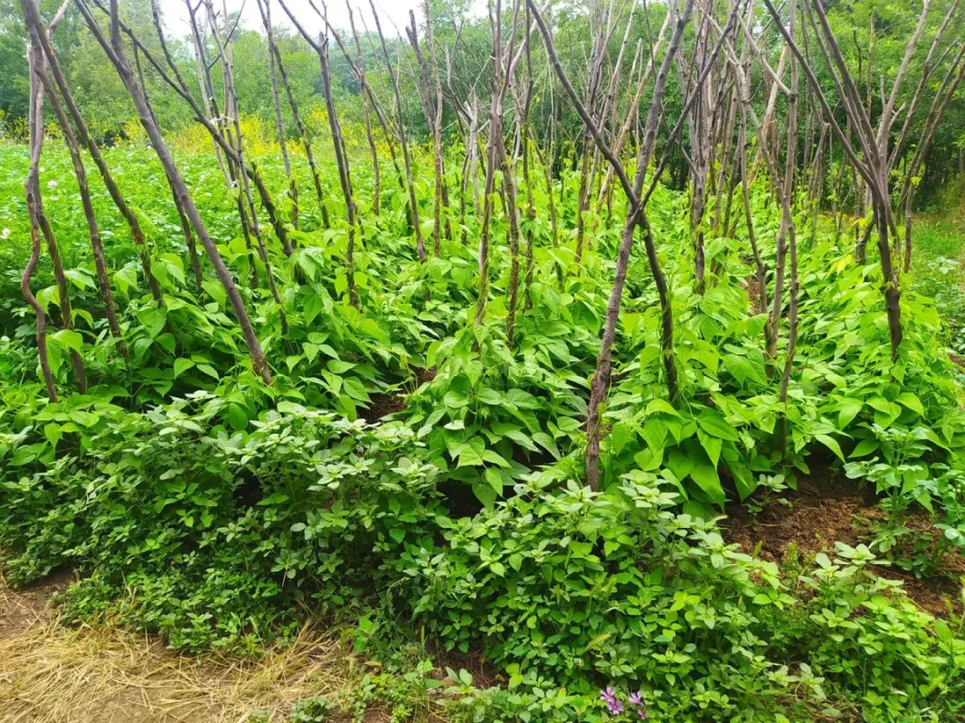 Satılır 4 otaqlı həyət evi 100 m²