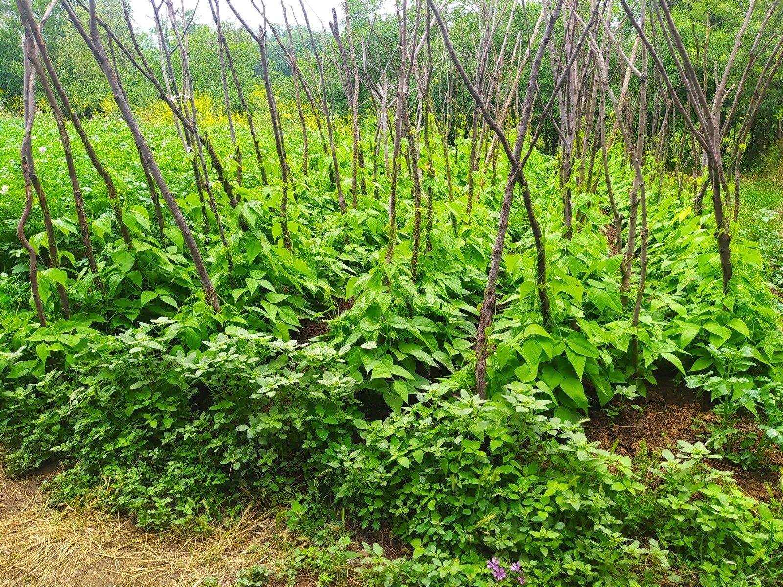 Satılır 4 otaqlı həyət evi 100 m²