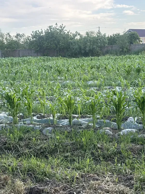 Satılır torpaq sahəsi 20 m²