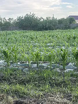 Satılır torpaq sahəsi 20 m² — Sabirabad 20.00 m²