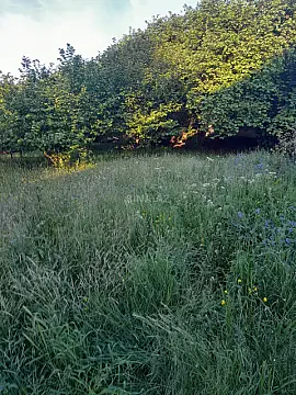 Satılır torpaq sahəsi 17 m² — İsmayıllı 17.00 m²