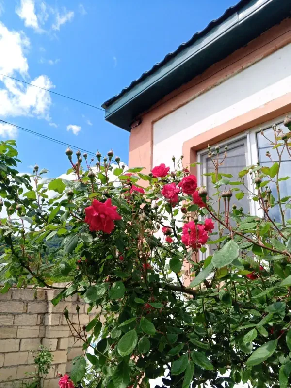Kirayə verilir 2 otaqlı həyət evi 75 m²