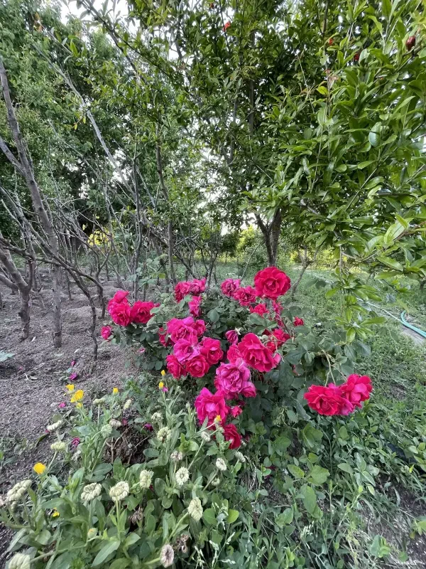 Satılır 3 otaqlı həyət evi 75 m²