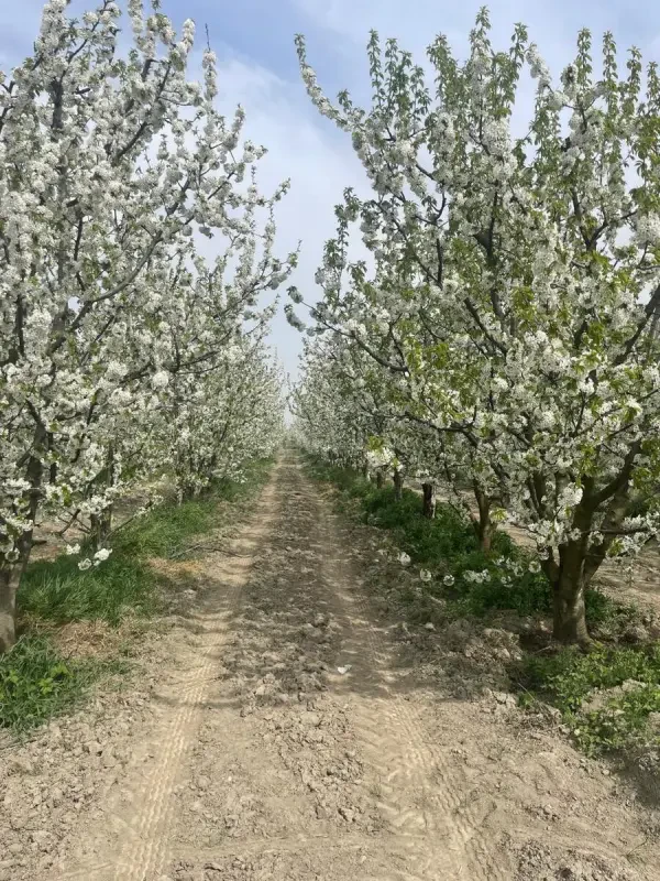Satılır torpaq sahəsi 2000 m²